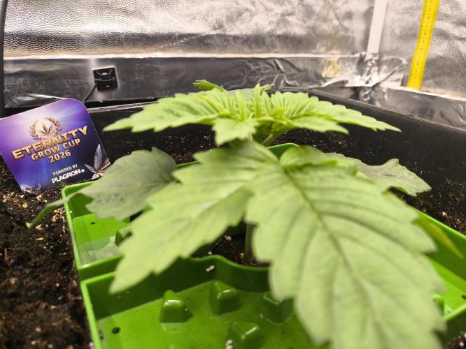 Zamnesia 2026 Plagron Eternity grow cup. Week 2