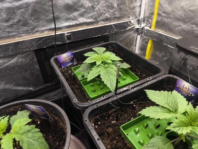 Zamnesia 2026 Plagron Eternity grow cup. Week 2