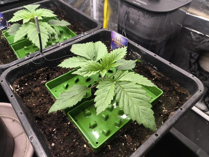 Zamnesia 2026 Plagron Eternity grow cup. Week 2