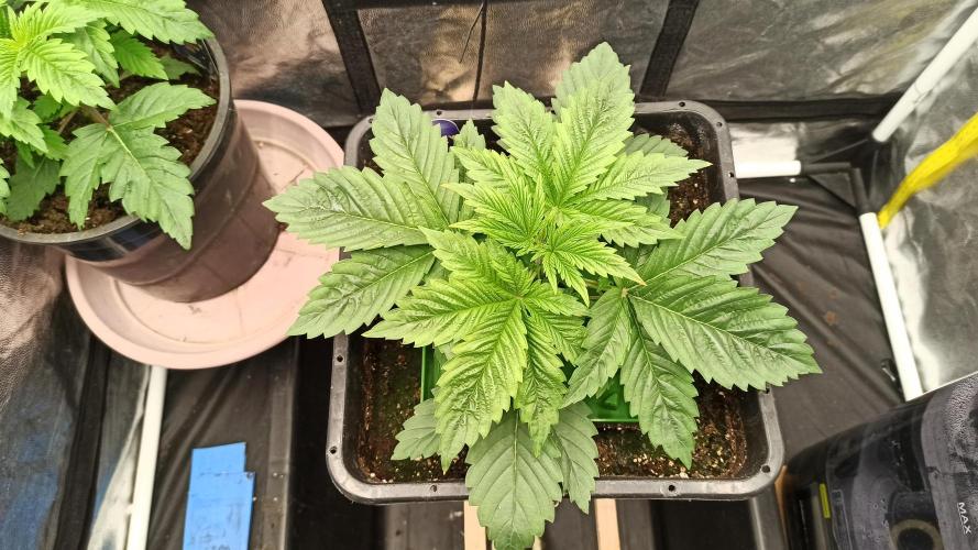 Zamnesia 2026 Plagron Eternity grow cup. Week 3