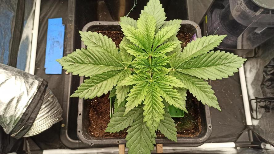 Zamnesia 2026 Plagron Eternity grow cup. Week 3