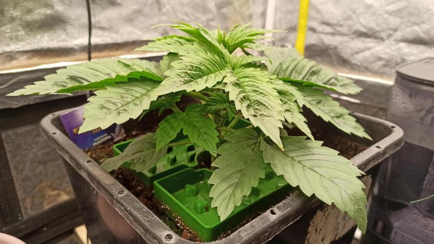 Zamnesia 2026 Plagron Eternity grow cup. Week 3