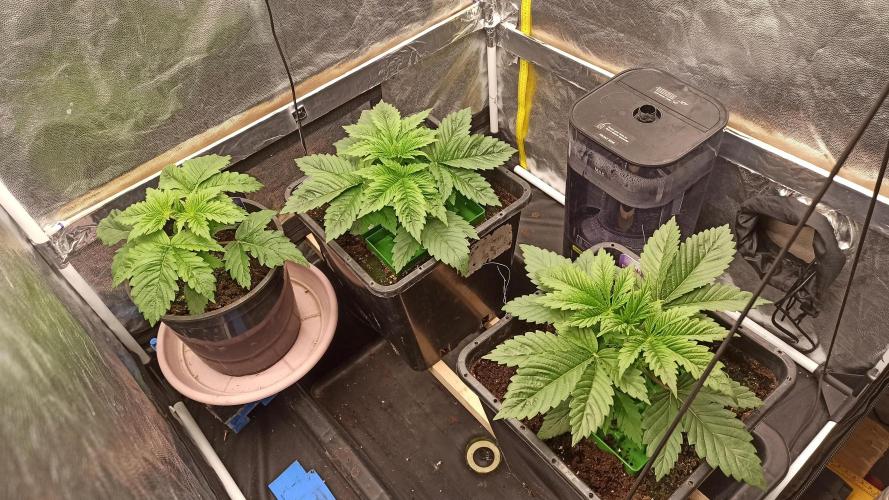 Zamnesia 2026 Plagron Eternity grow cup. Week 3