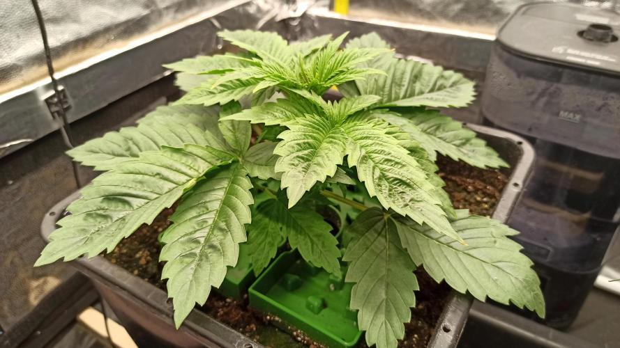 Zamnesia 2026 Plagron Eternity grow cup. Week 3