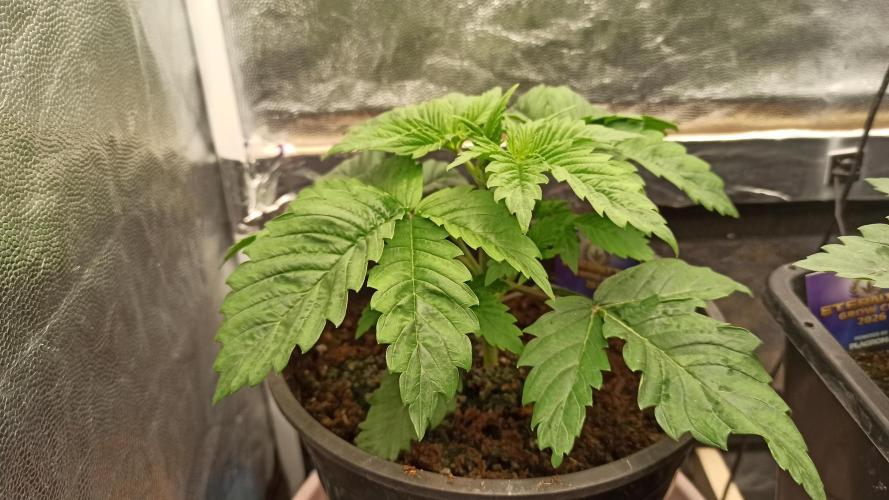 Zamnesia 2026 Plagron Eternity grow cup. Week 3