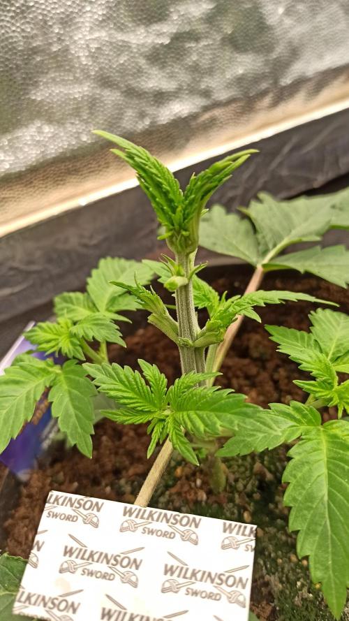 Zamnesia 2026 Plagron Eternity grow cup. Week 3