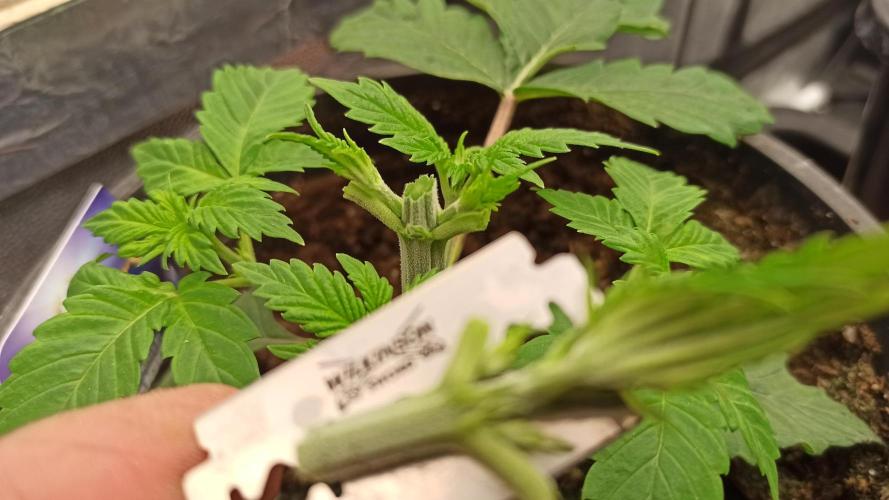 Zamnesia 2026 Plagron Eternity grow cup. Week 3