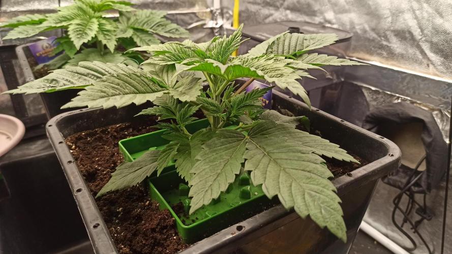 Zamnesia 2026 Plagron Eternity grow cup. Week 3