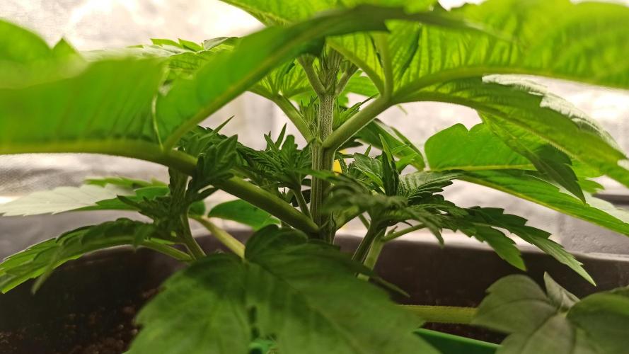 Zamnesia 2026 Plagron Eternity grow cup. Week 3