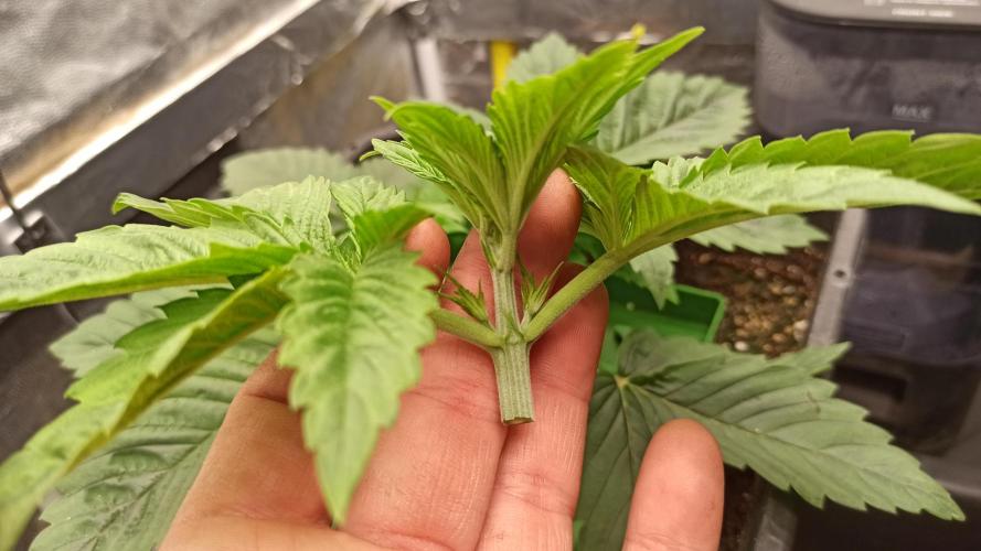 Zamnesia 2026 Plagron Eternity grow cup. Week 3