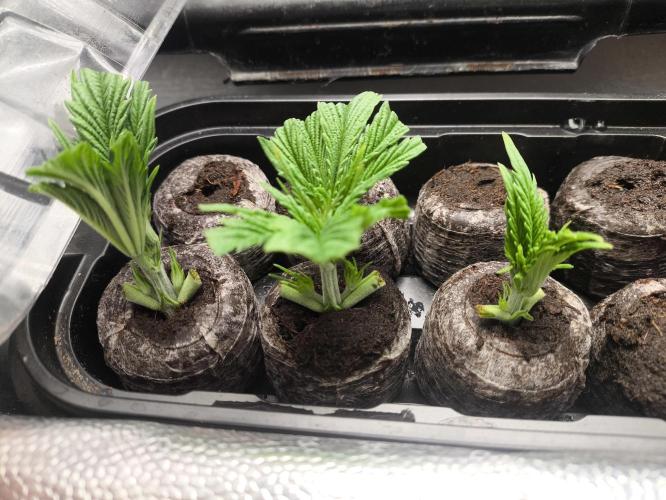 Zamnesia 2026 Plagron Eternity grow cup. Week 3