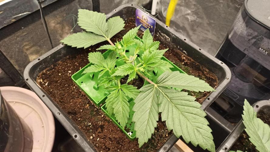 Zamnesia 2026 Plagron Eternity grow cup. Week 3