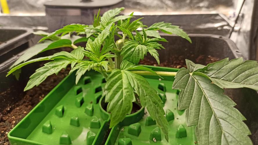 Zamnesia 2026 Plagron Eternity grow cup. Week 3