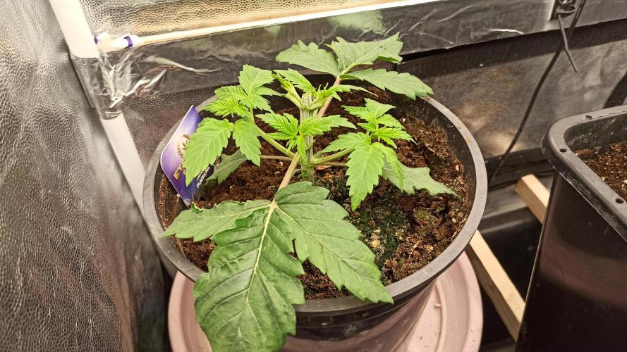 Zamnesia 2026 Plagron Eternity grow cup. Week 3