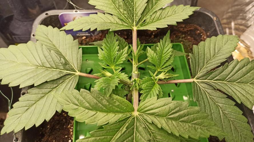 Zamnesia 2026 Plagron Eternity grow cup. Week 3