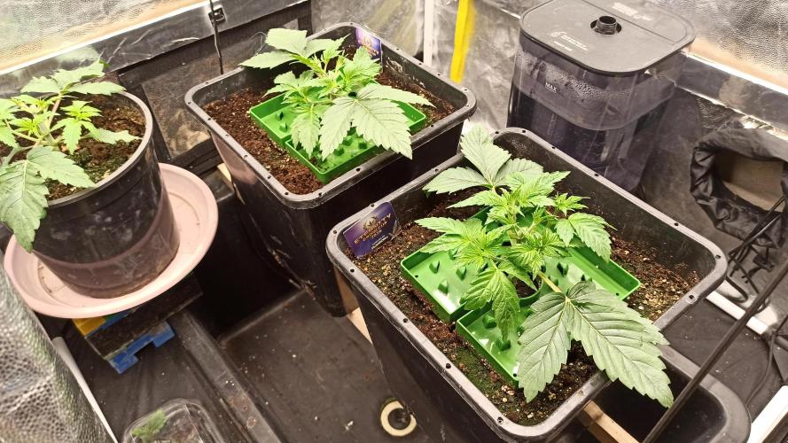 Zamnesia 2026 Plagron Eternity grow cup. Week 3