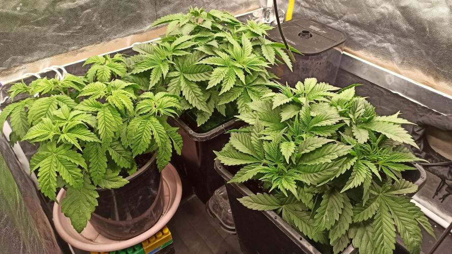 Zamnesia 2026 Plagron Eternity grow cup. Week 4