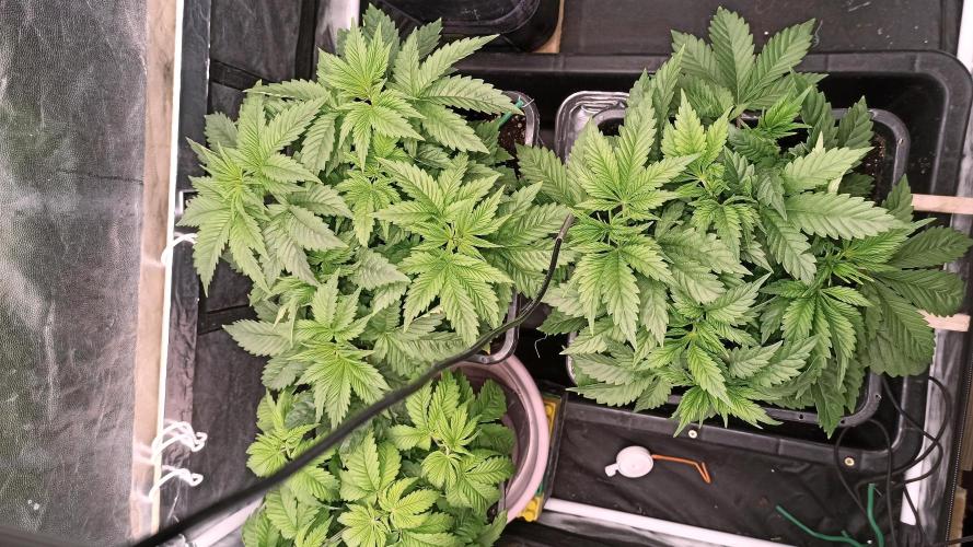 Zamnesia 2026 Plagron Eternity grow cup. Week 4