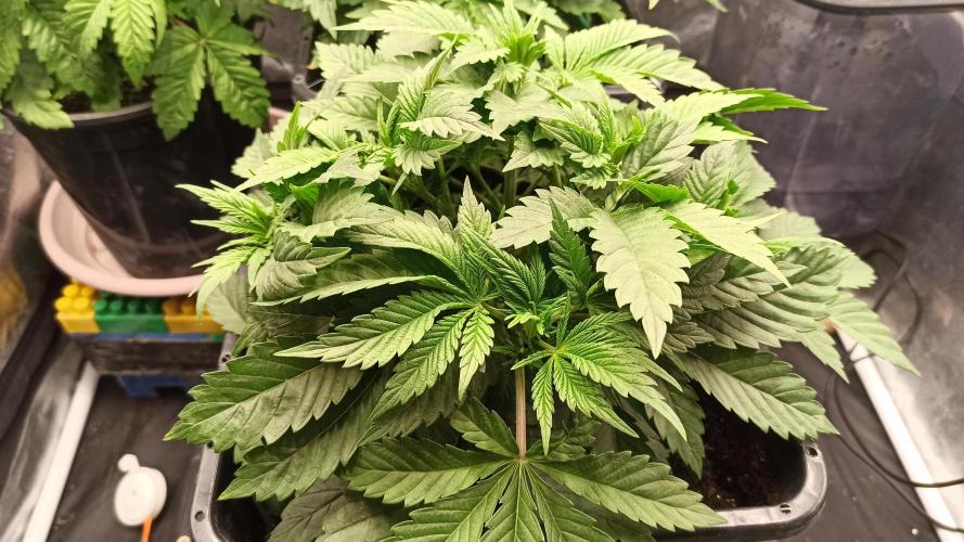 Zamnesia 2026 Plagron Eternity grow cup. Week 4