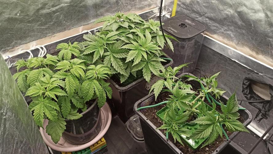 Zamnesia 2026 Plagron Eternity grow cup. Week 4