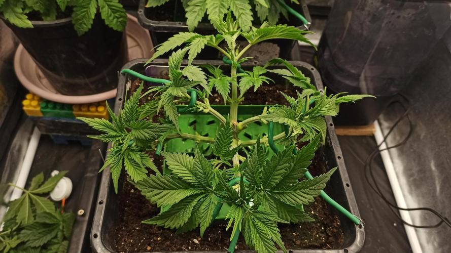 Zamnesia 2026 Plagron Eternity grow cup. Week 4