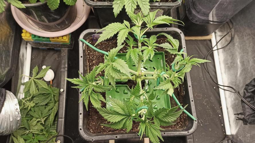 Zamnesia 2026 Plagron Eternity grow cup. Week 4