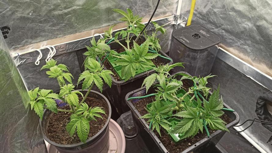 Zamnesia 2026 Plagron Eternity grow cup. Week 4