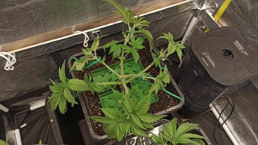 Zamnesia 2026 Plagron Eternity grow cup. Week 4