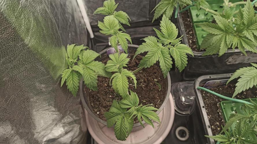 Zamnesia 2026 Plagron Eternity grow cup. Week 4