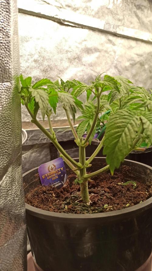 Zamnesia 2026 Plagron Eternity grow cup. Week 4