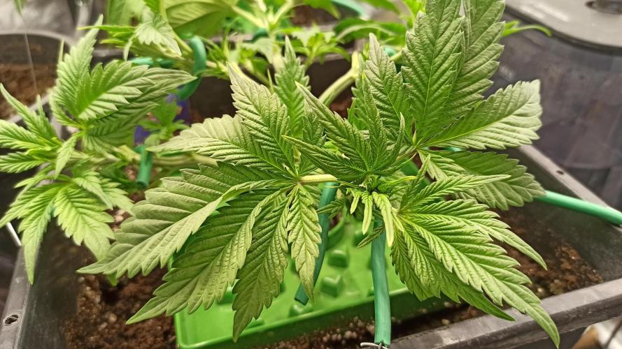 Zamnesia 2026 Plagron Eternity grow cup. Week 4