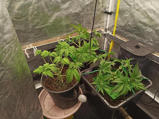 Zamnesia 2026 Plagron Eternity grow cup. Week 4