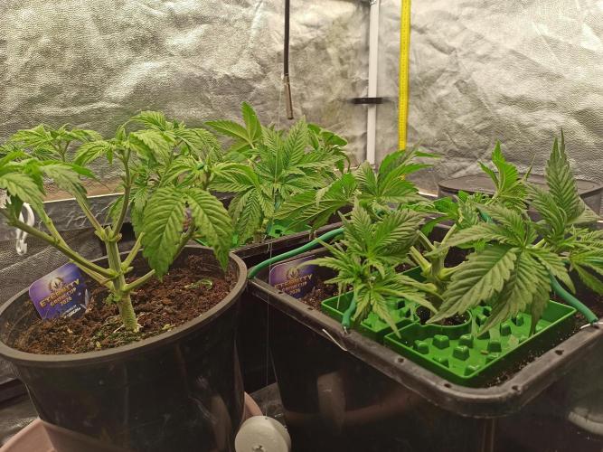 Zamnesia 2026 Plagron Eternity grow cup. Week 4