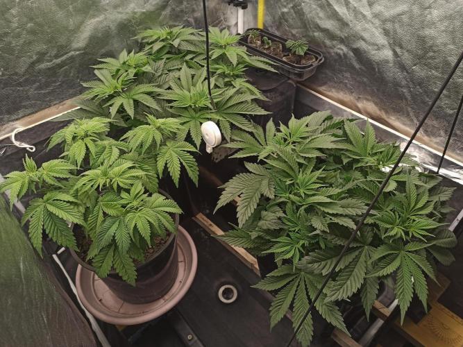 Zamnesia 2026 Plagron Eternity grow cup. Week 5