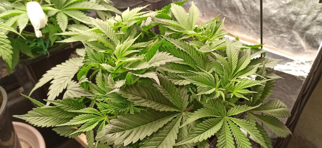 Zamnesia 2026 Plagron Eternity grow cup. Week 5