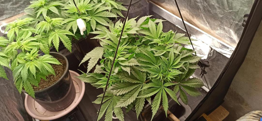 Zamnesia 2026 Plagron Eternity grow cup. Week 5