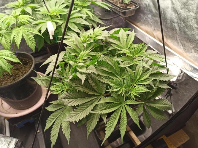 Zamnesia 2026 Plagron Eternity grow cup. Week 5