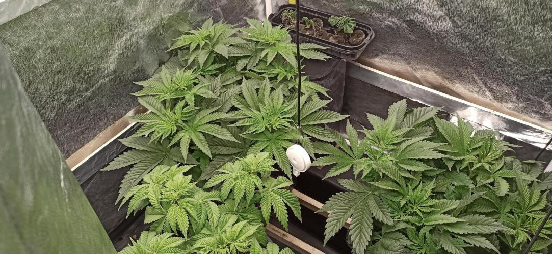 Zamnesia 2026 Plagron Eternity grow cup. Week 5