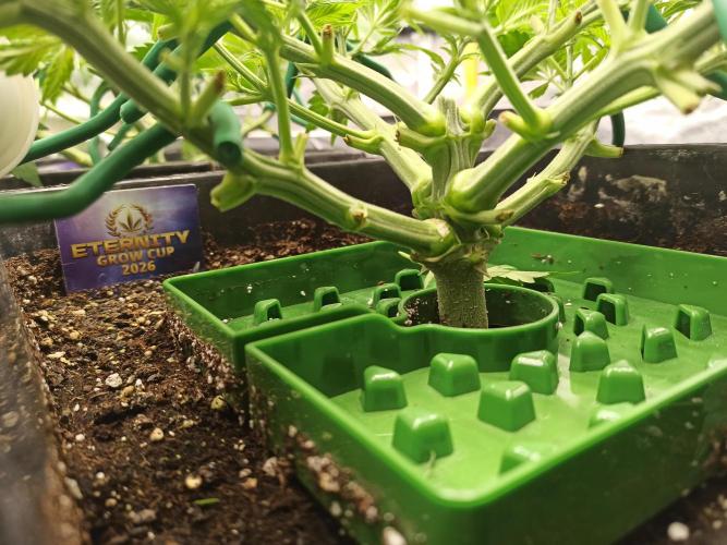 Zamnesia 2026 Plagron Eternity grow cup. Week 5
