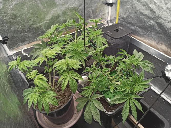 Zamnesia 2026 Plagron Eternity grow cup. Week 5