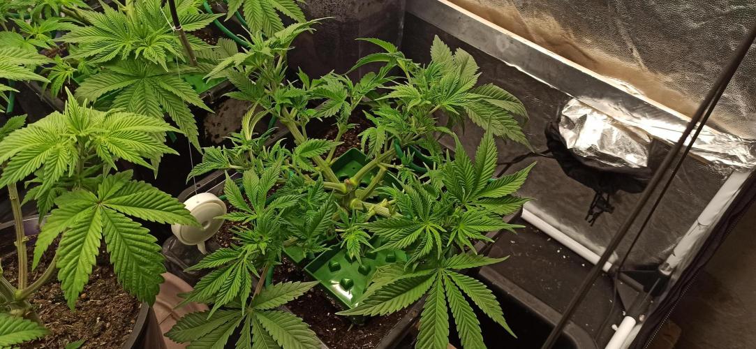 Zamnesia 2026 Plagron Eternity grow cup. Week 5