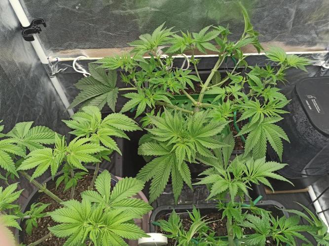 Zamnesia 2026 Plagron Eternity grow cup. Week 5