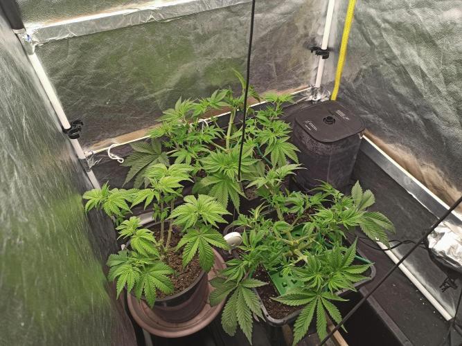 Zamnesia 2026 Plagron Eternity grow cup. Week 5