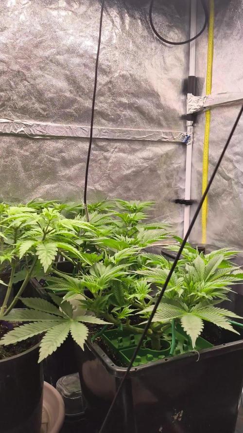 Zamnesia 2026 Plagron Eternity grow cup