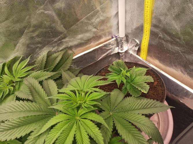 Zamnesia 2026 Plagron Eternity grow cup. Week 6