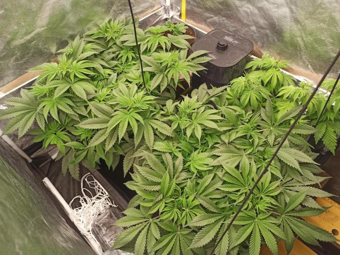 Zamnesia 2026 Plagron Eternity grow cup. Week 6