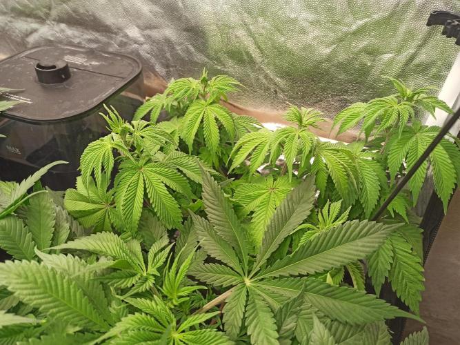 Zamnesia 2026 Plagron Eternity grow cup. Week 6