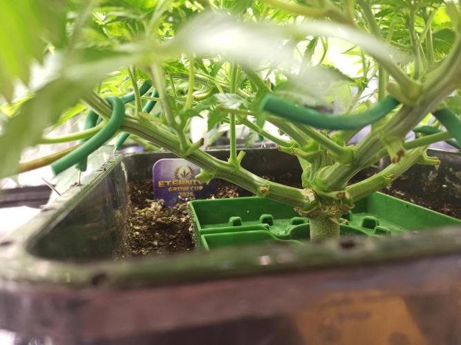 Zamnesia 2026 Plagron Eternity grow cup. Week 6