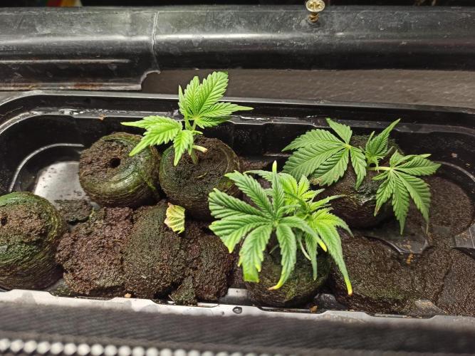 Zamnesia 2026 Plagron Eternity grow cup. Week 6