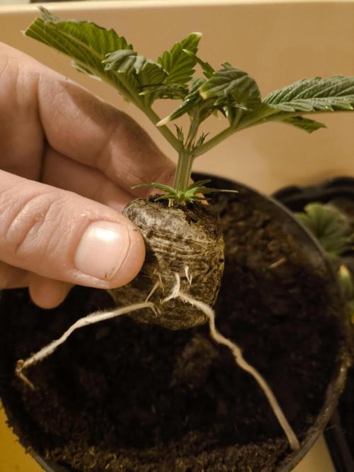 Zamnesia 2026 Plagron Eternity grow cup. Week 6 - Topnutý vršek ze čtvrtého týdne,pouze v zemině a vodě 